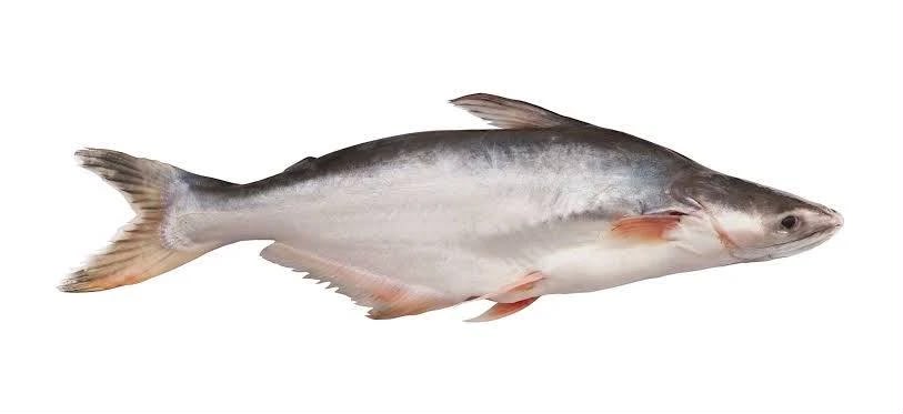 Pangasius Fish