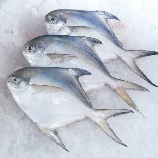 Pomfret Fish